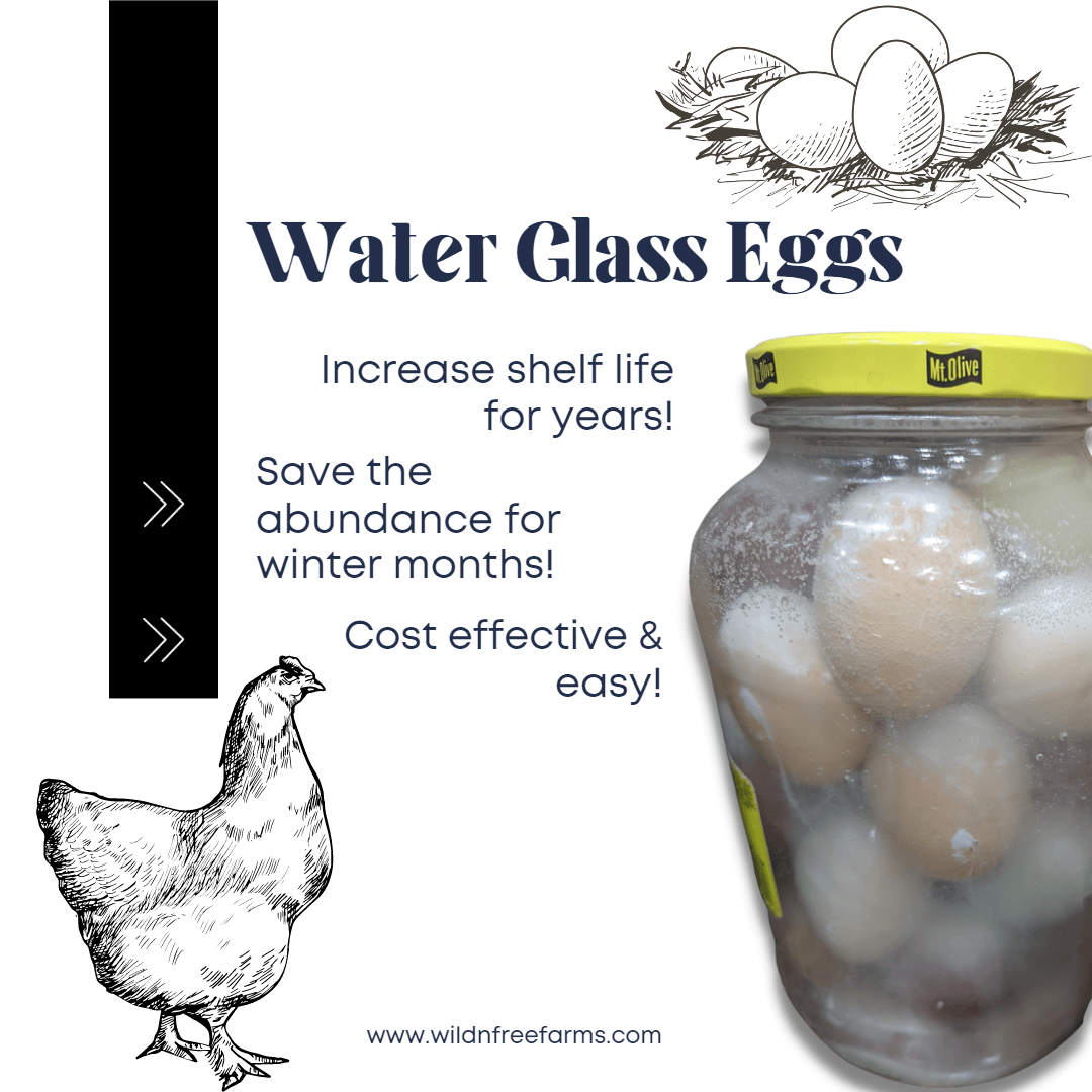 24 Amazing Ways To Preserve Eggs