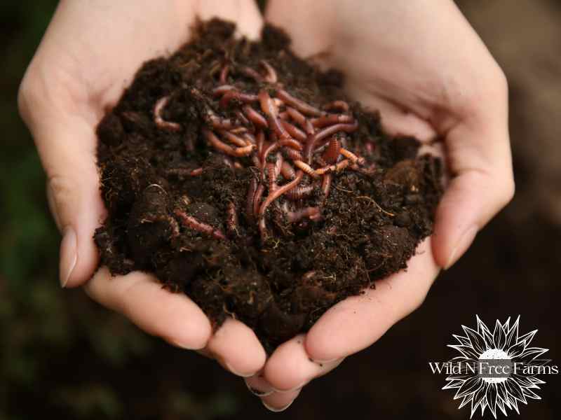 worm farming for beginners