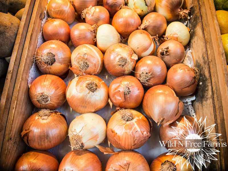 best containers for storing onions