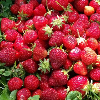 how to plant strawberry runners