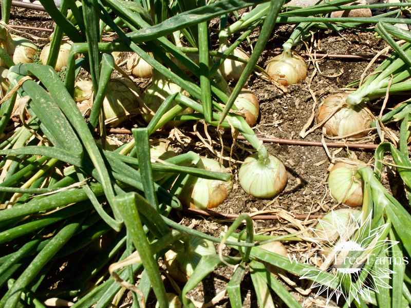 storing braided onions