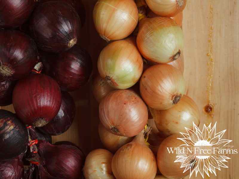 storing onions from garden