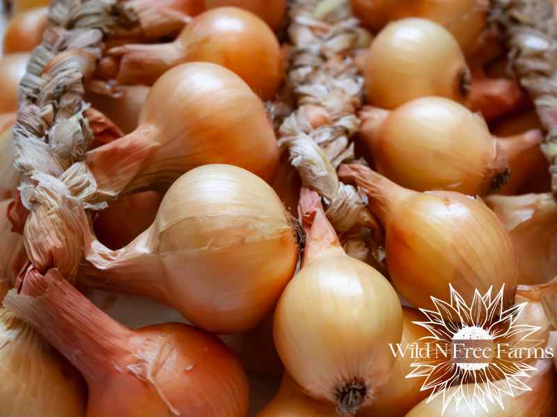 storing onions long term