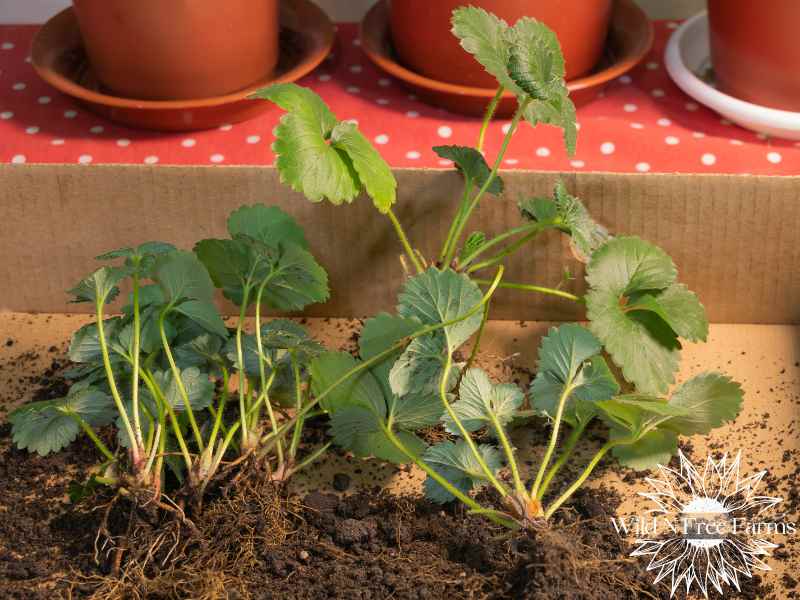 strawberry propagation