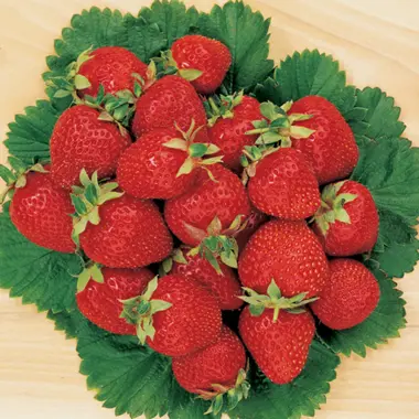 what to do with strawberry runners