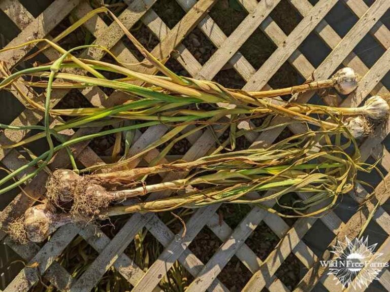 Unraveling the Secrets of Hardneck Garlic vs Softneck Garlic: The Key Differences