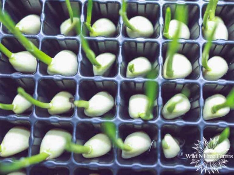 How to Grow Garlic in Pots: A Step-by-Step Guide for Homesteaders & Gardeners