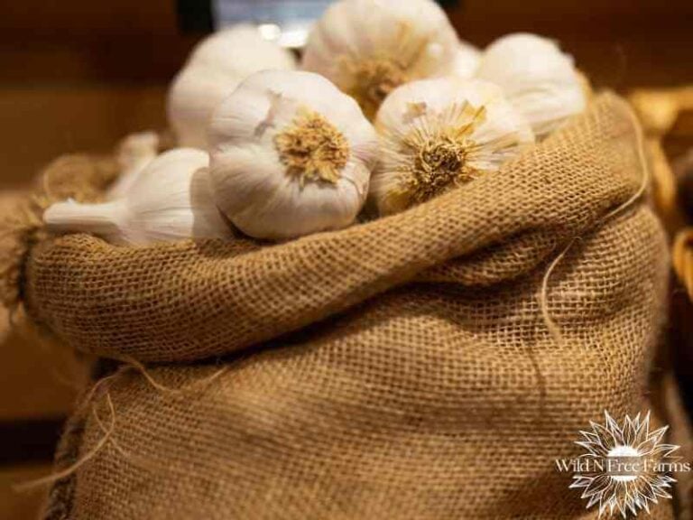 How to Store Garlic from the Garden: A Homesteader’s Guide to Preserving Garlic for Future Use