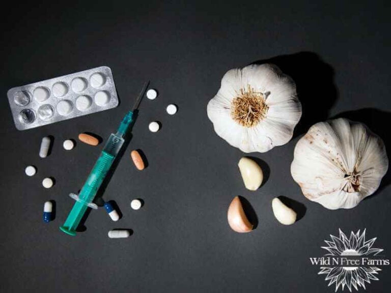 The Homesteader’s Guide to Using Garlic for Medicinal Use