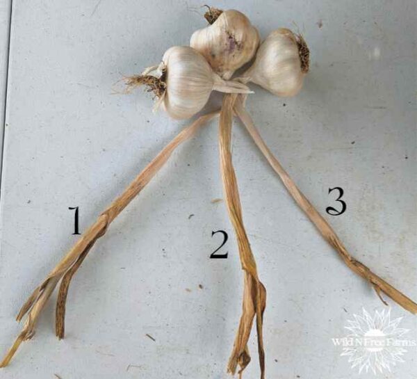 How to Braid Softneck Garlic for Long-Term Storage