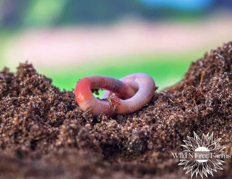 how to start worm farms