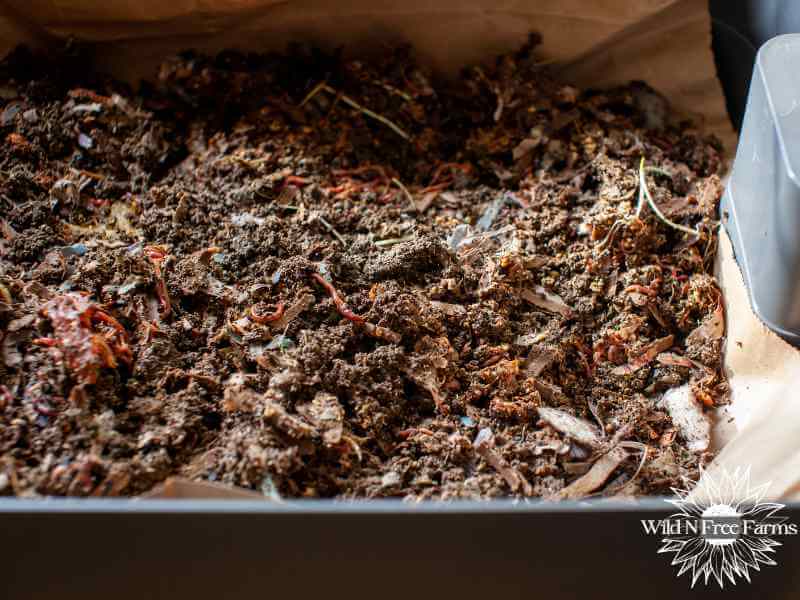 starting worm farm beginners