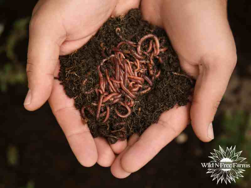 vermiculture
