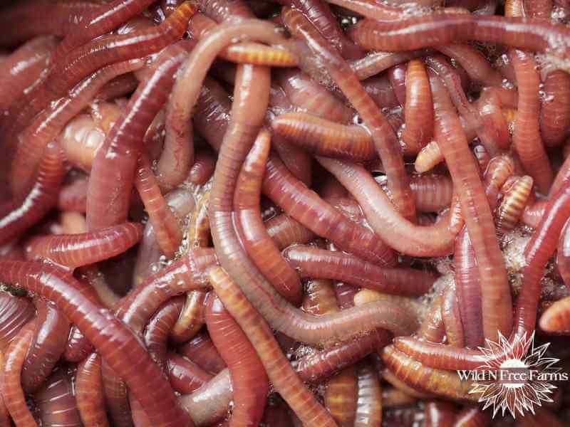 worm composting