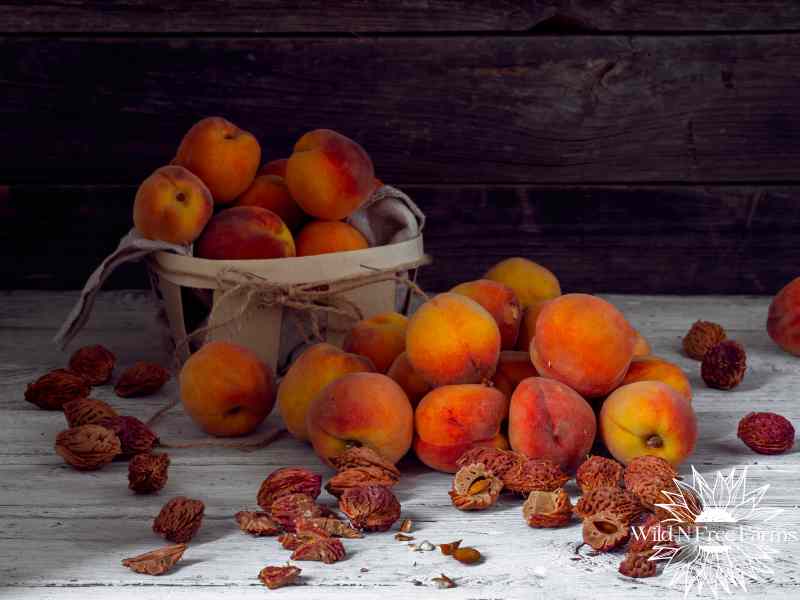 peach pit jelly no pectin