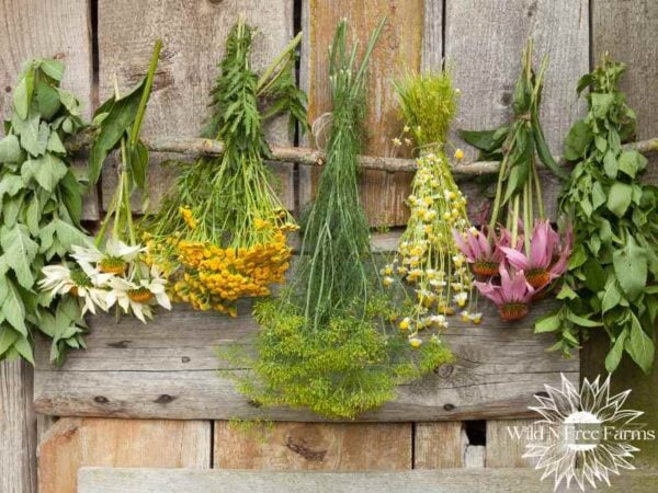 Best Way Of Drying Herbs For Medicinal Use + Storage Techniques For ...