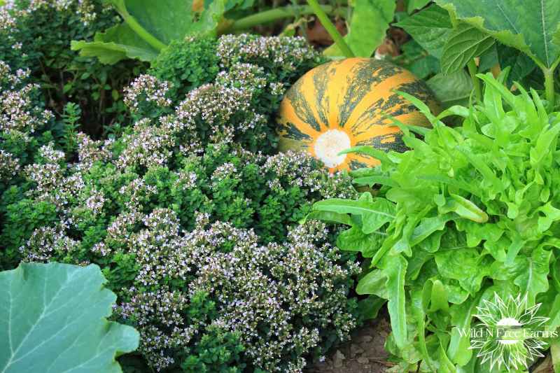 no till organic farming