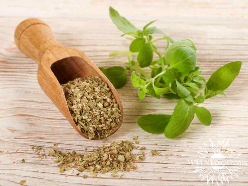 health benefits of oregano leaves