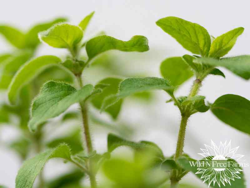 oregano plant medicinal uses