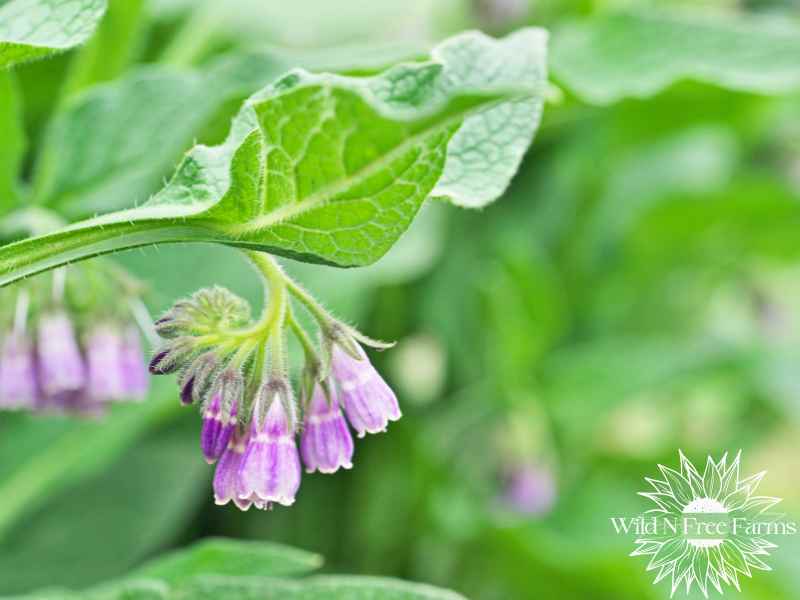 comfrey salve recipe