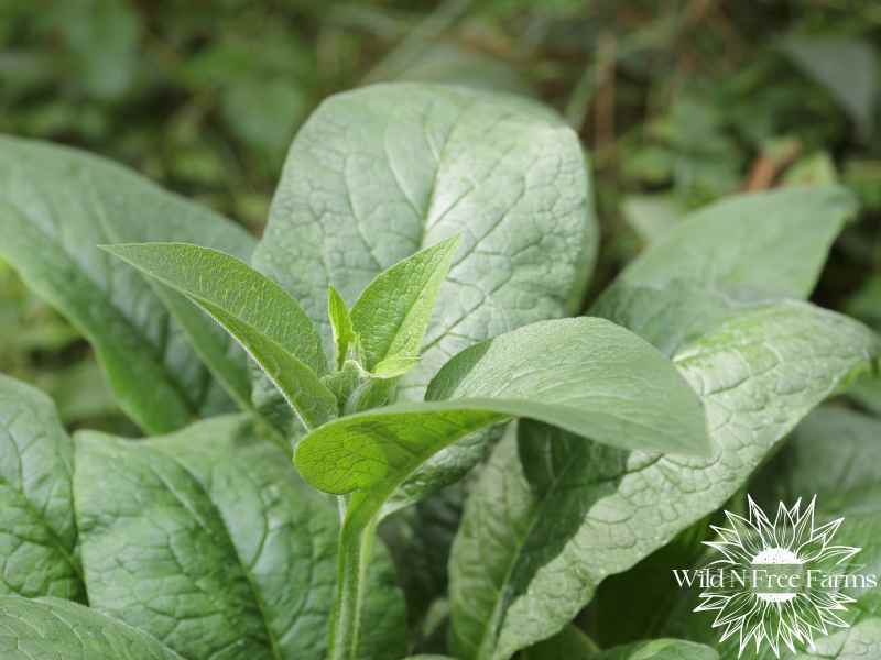 comfrey salve uses