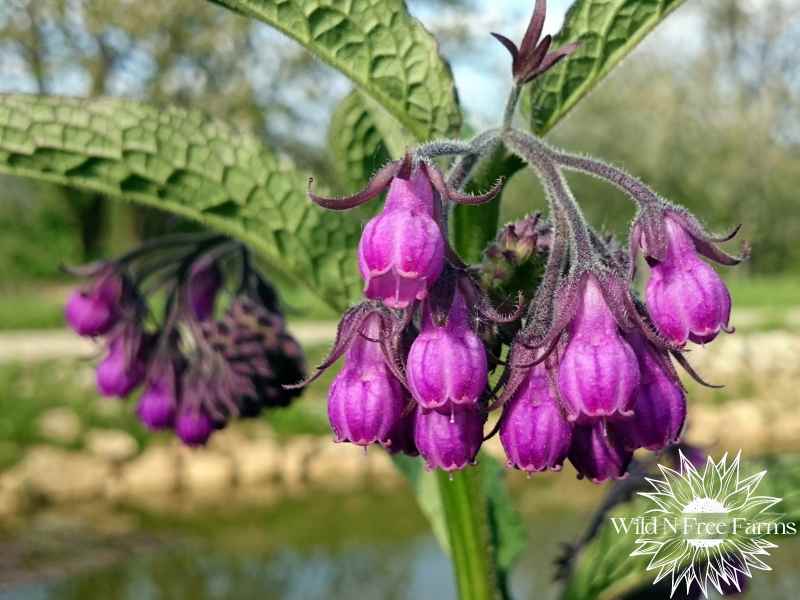 diy comfrey salve