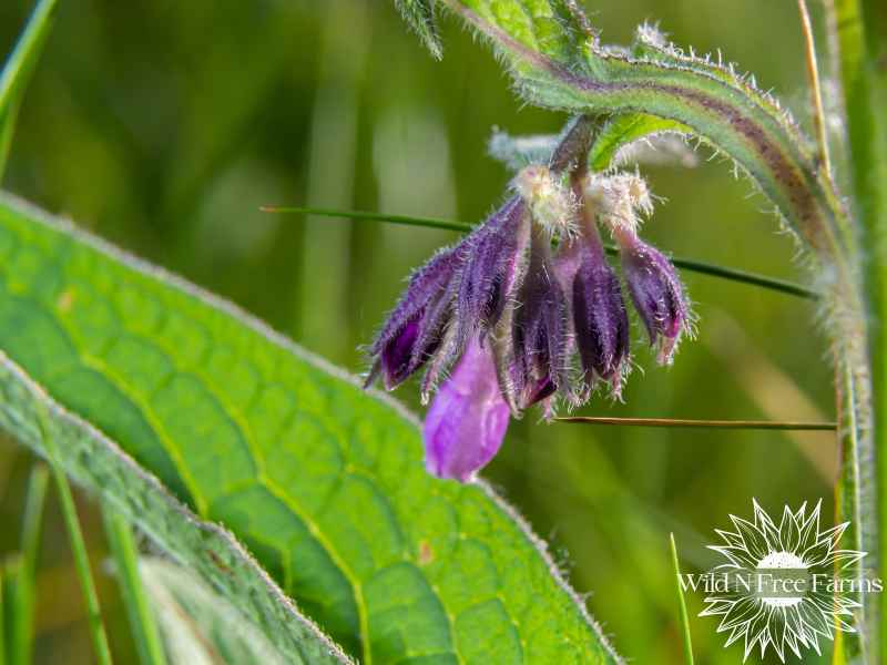 homemade comfrey salve recipe