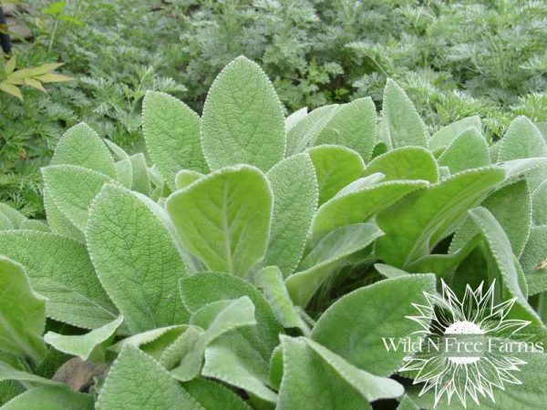 Lamb’s Ear Plant Medicinal Uses