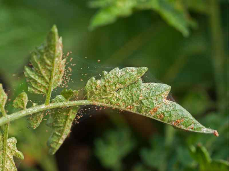 bugs on cucumbers