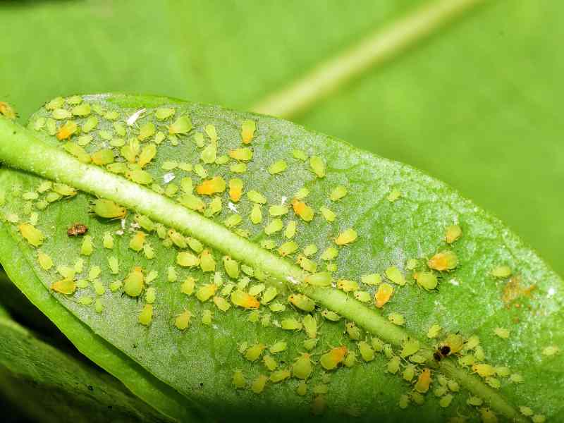 cucumber bugs control