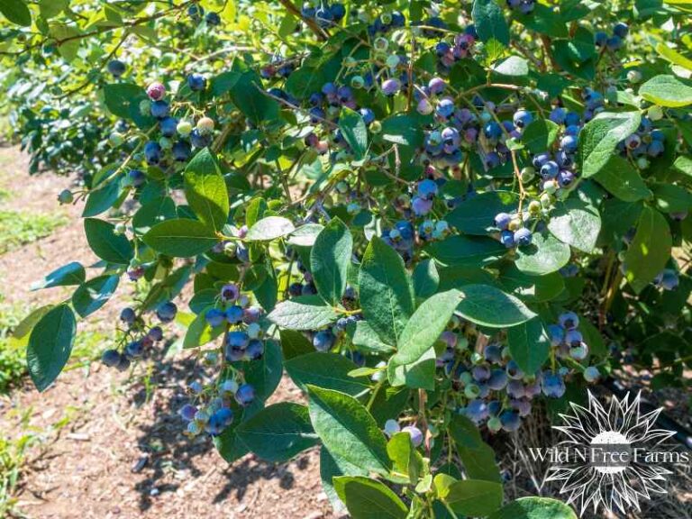 The Ultimate Guide to Blueberry Bush Planting and Care
