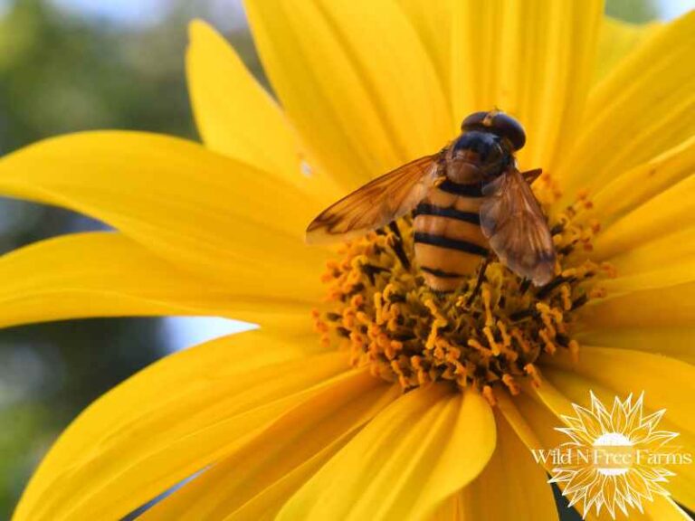 Spring Pollenators How to Attract Pollinators to Your Spring and Summer Garden
