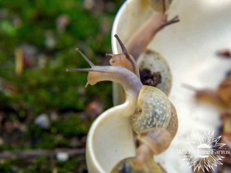 Organic snail repellent for garden