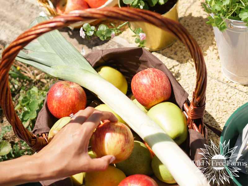 how to start homesteading with no experience