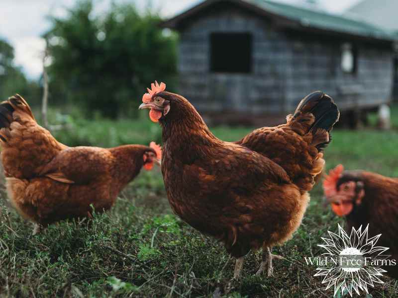 how to start homesteading