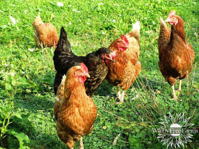 Cooling chickens in hot weather