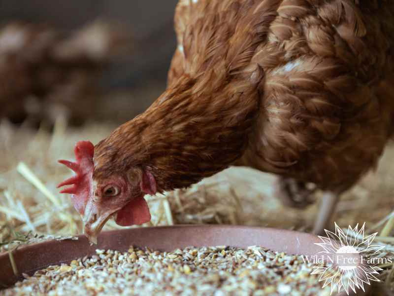 Keeping chickens cool