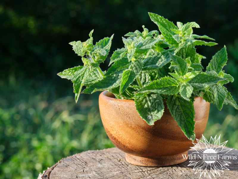 DIY lemon balm spray