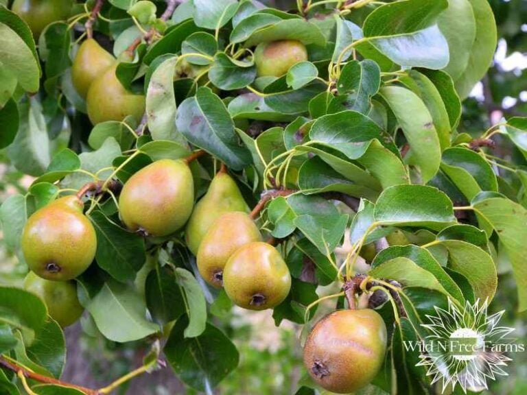 Drought-tolerant fruit trees