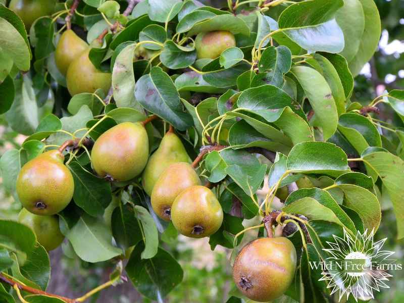 Drought-tolerant fruit trees