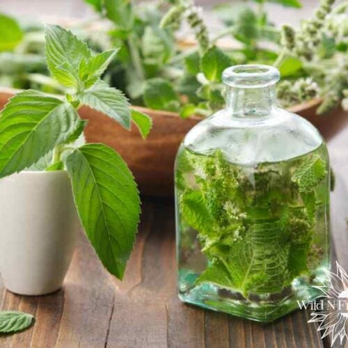 Lemon balm stress relief