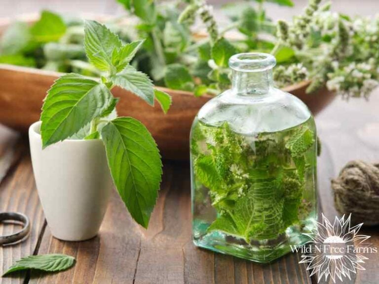 Lemon balm stress relief