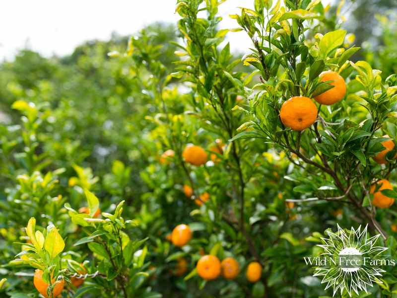 food forest design tips