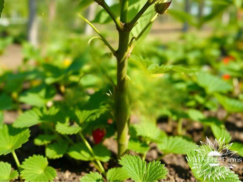 food forest gardening