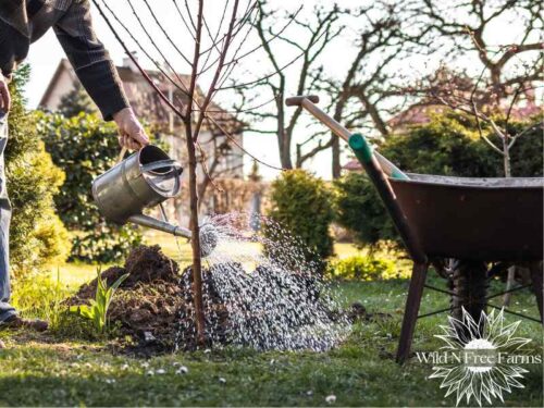 Growing Fruit Trees for Beginners: Your Ultimate Guide to a Bountiful ...