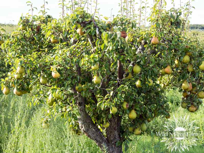 growing strawberries under trees