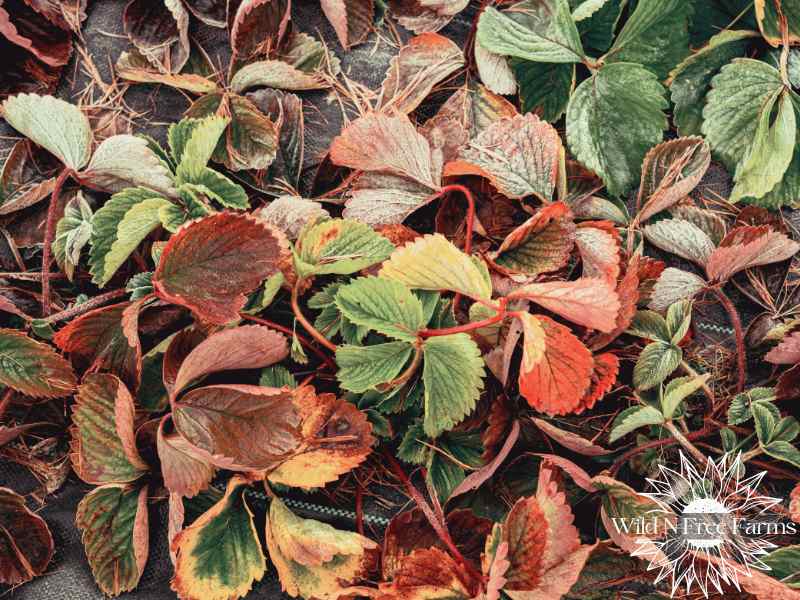 homesteading garden fruit trees