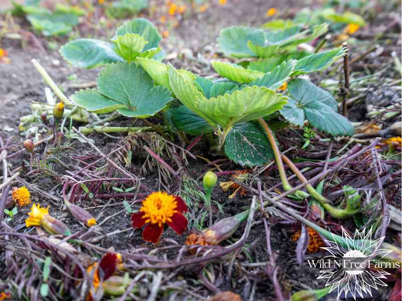 how to overwinter strawberries