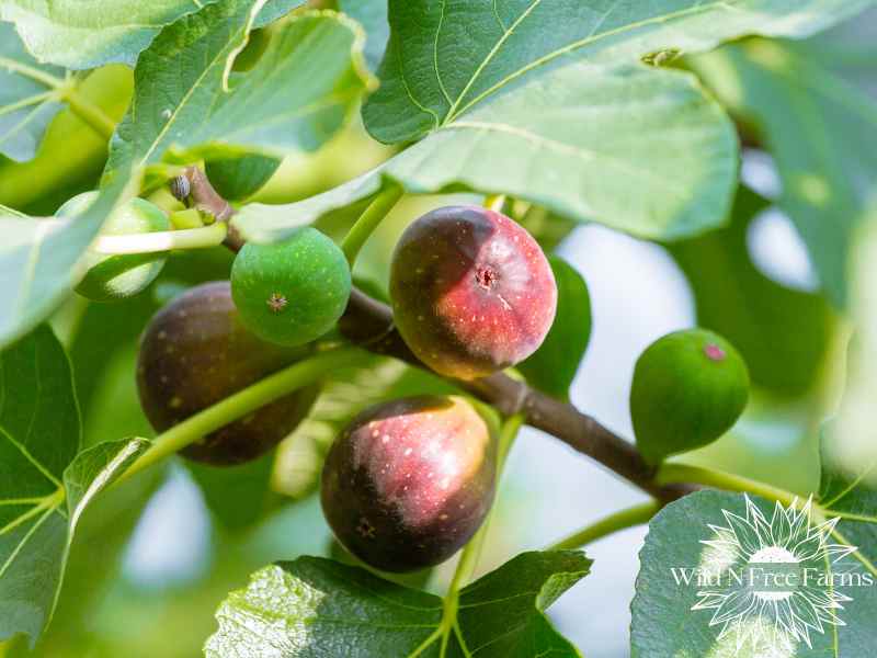 how to plant trees over strawberries