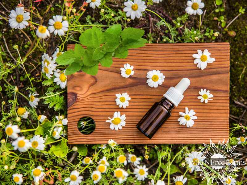 lemon balm for anxiety